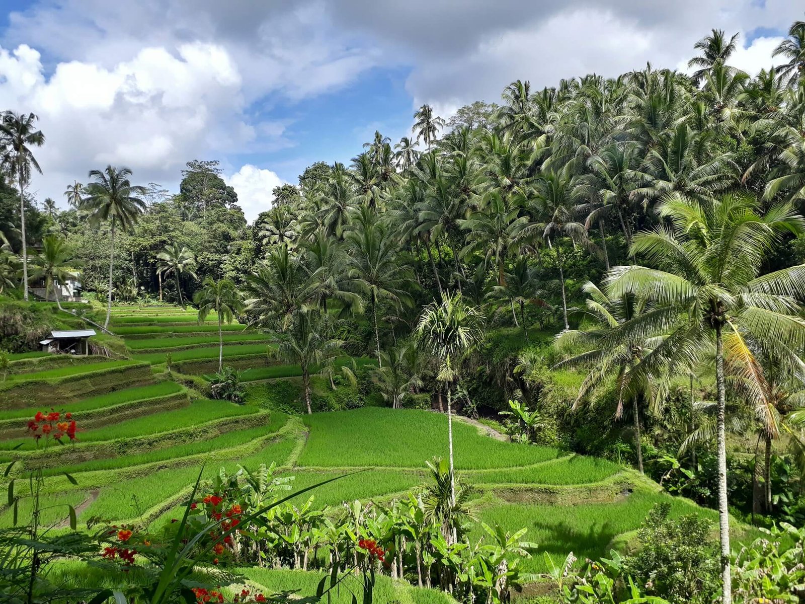 Bali rice terrace